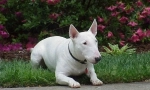 Što trebate biti spremni ako želite pokrenuti bull terrier